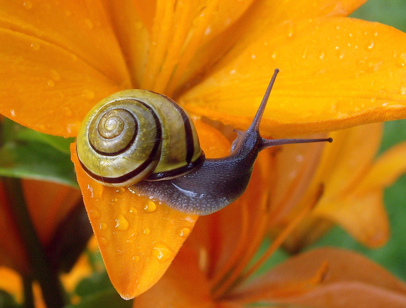 Snail on a Daylily with Dewdrops