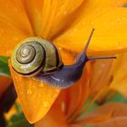 Snail on a Daylily with Dewdrops