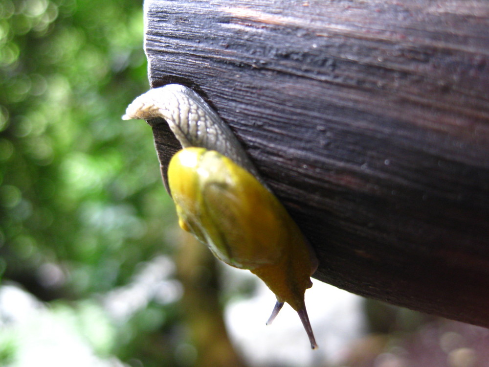 Snail on a trunk