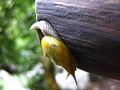 Snail on a trunk by Junot Lasher 