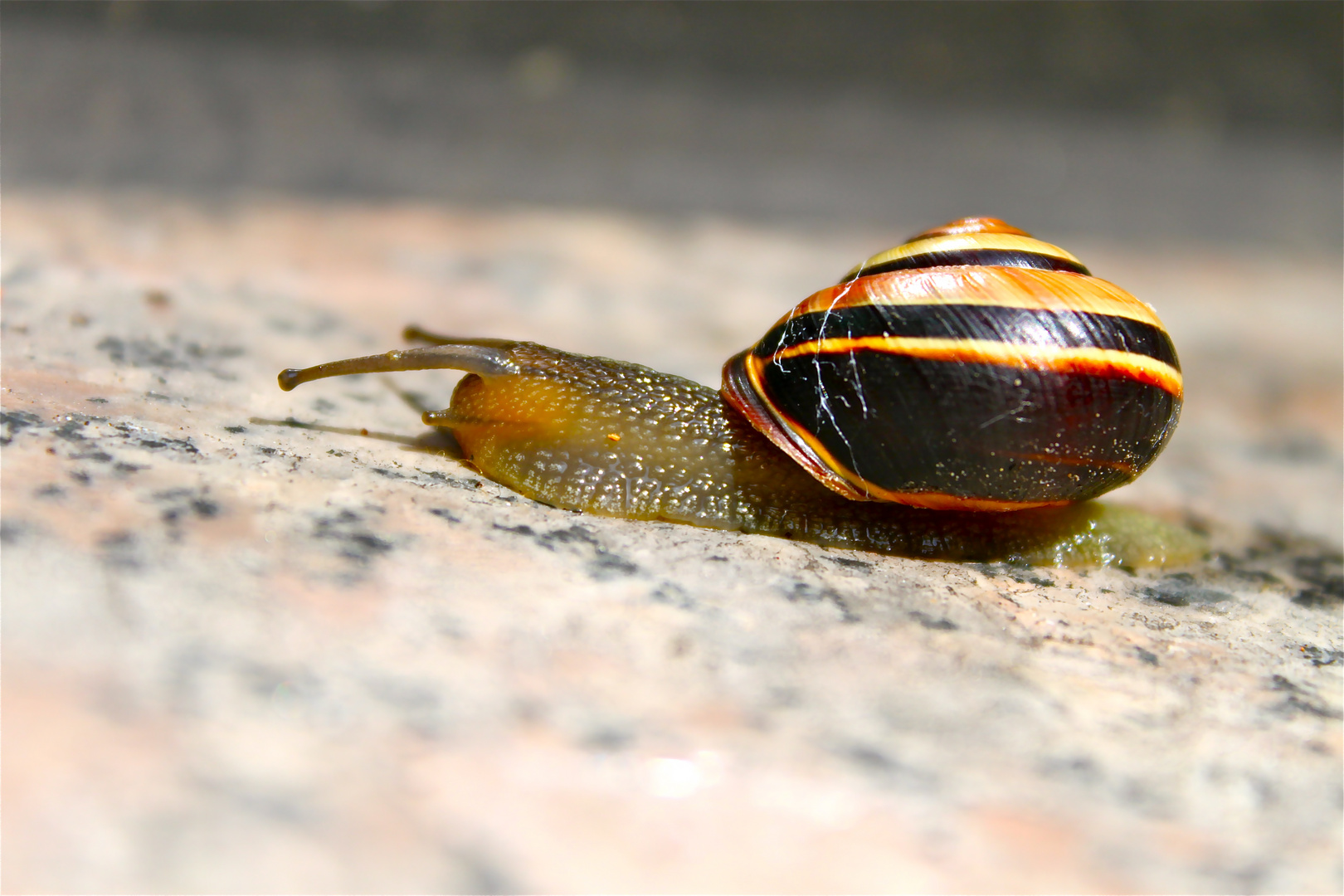Snail On Board
