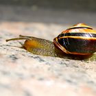 Snail On Board