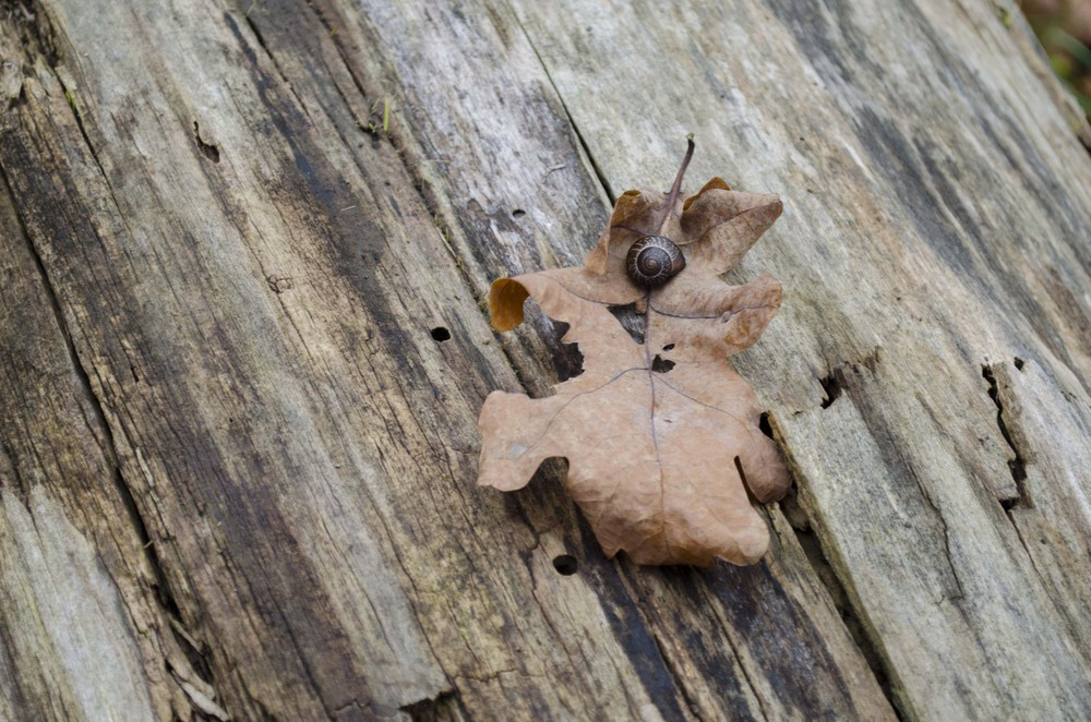 Snail on brown