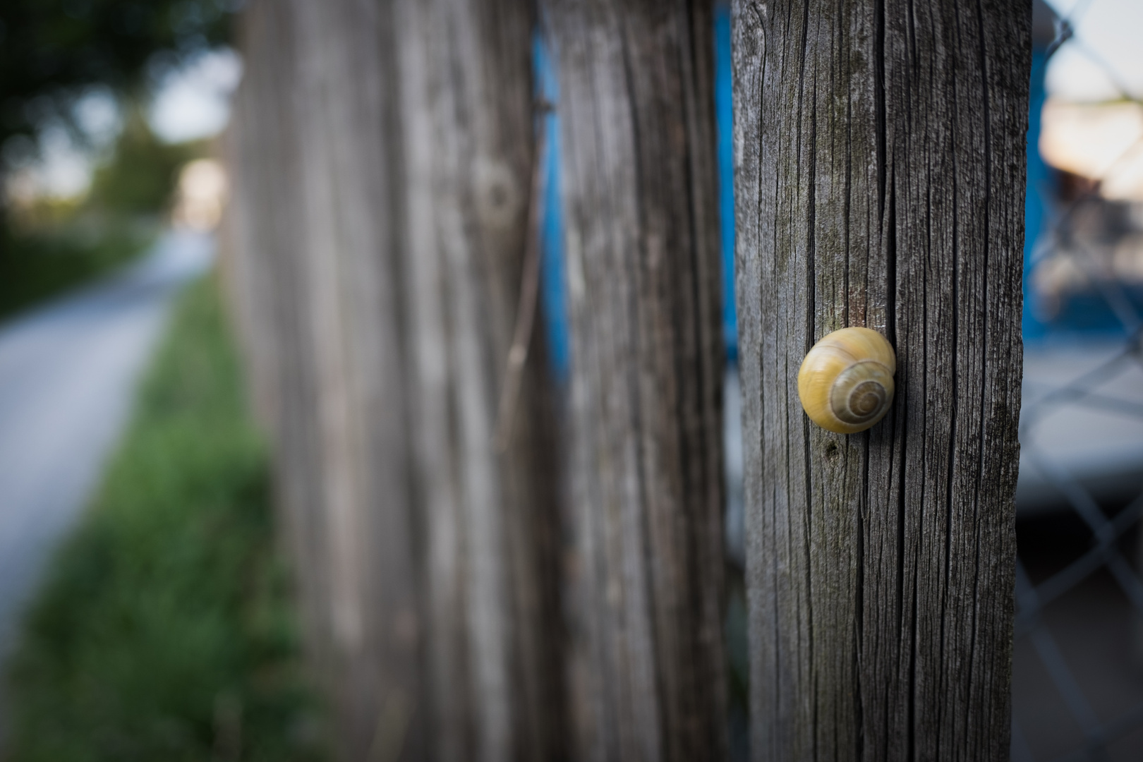 Snail on the Fence