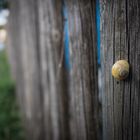 Snail on the Fence