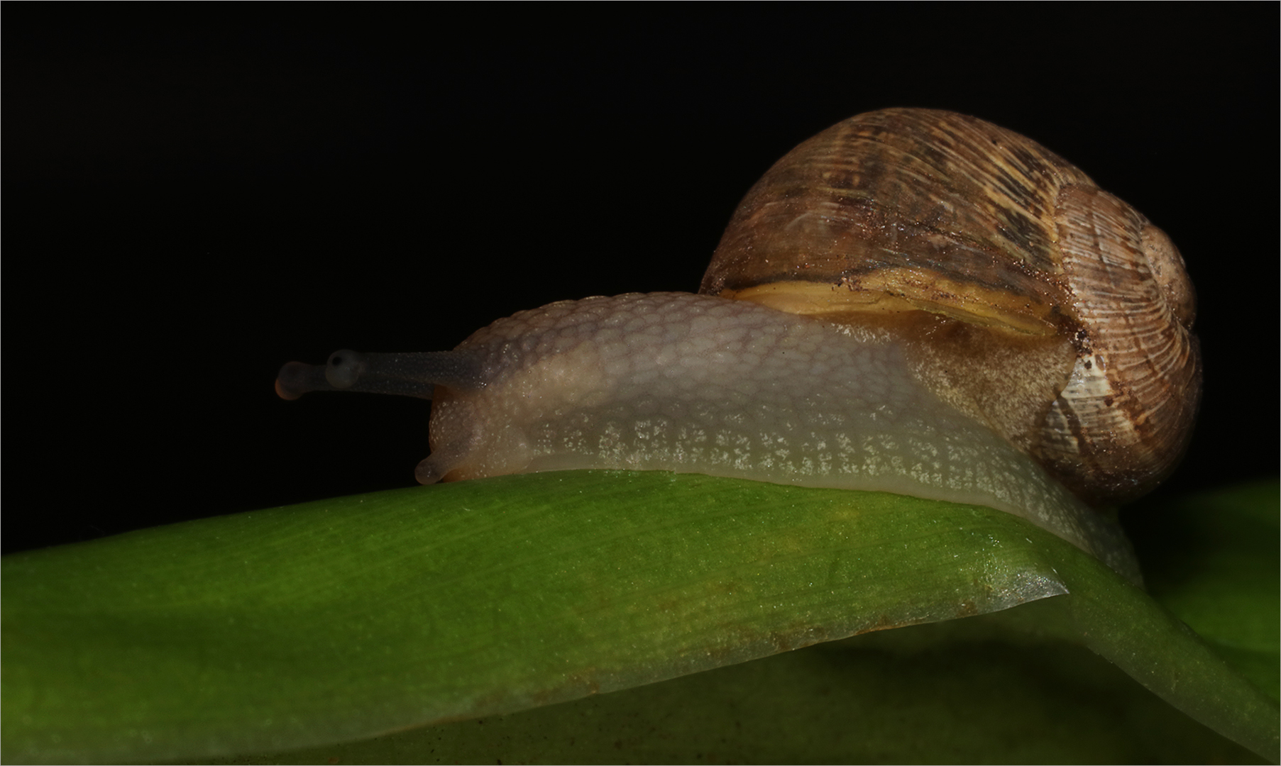 Snail on the move