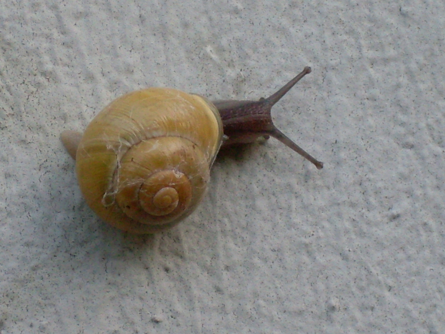 Snail on the wall