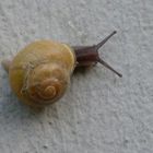 Snail on the wall