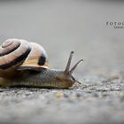 Snail on trail...