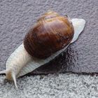 Snail on wet brick