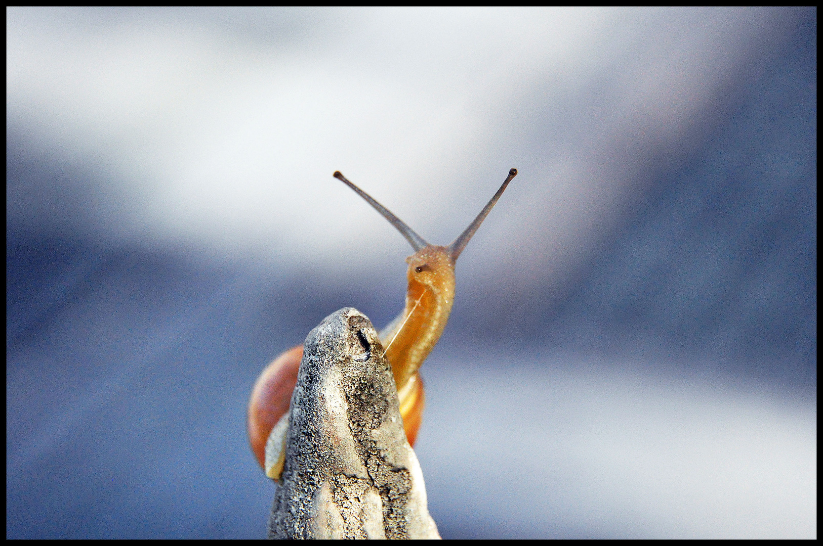 Snail Ontop