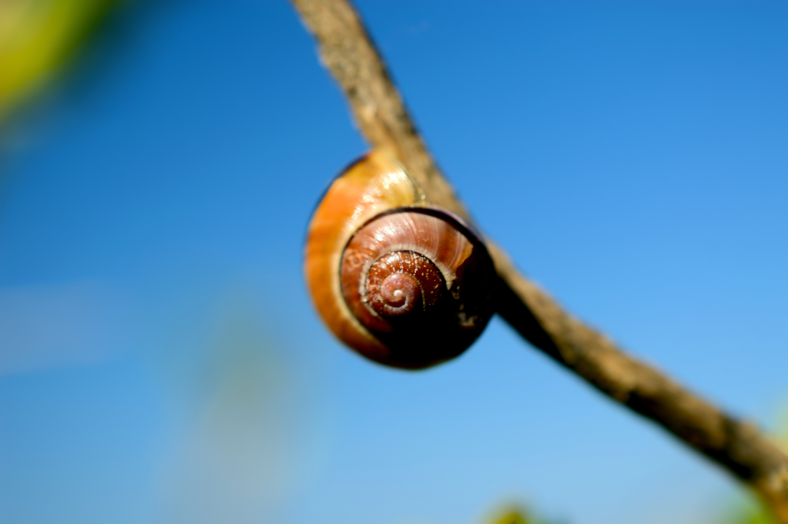 Snail Rail