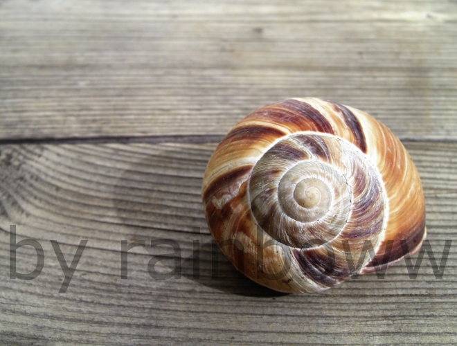 snail shell