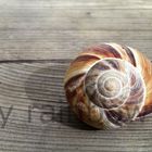 snail shell