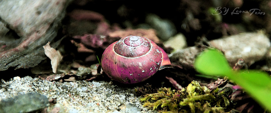 snail shell