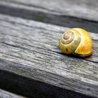 [snail shell]