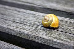 [snail shell]