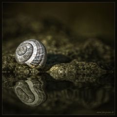 snail-shell