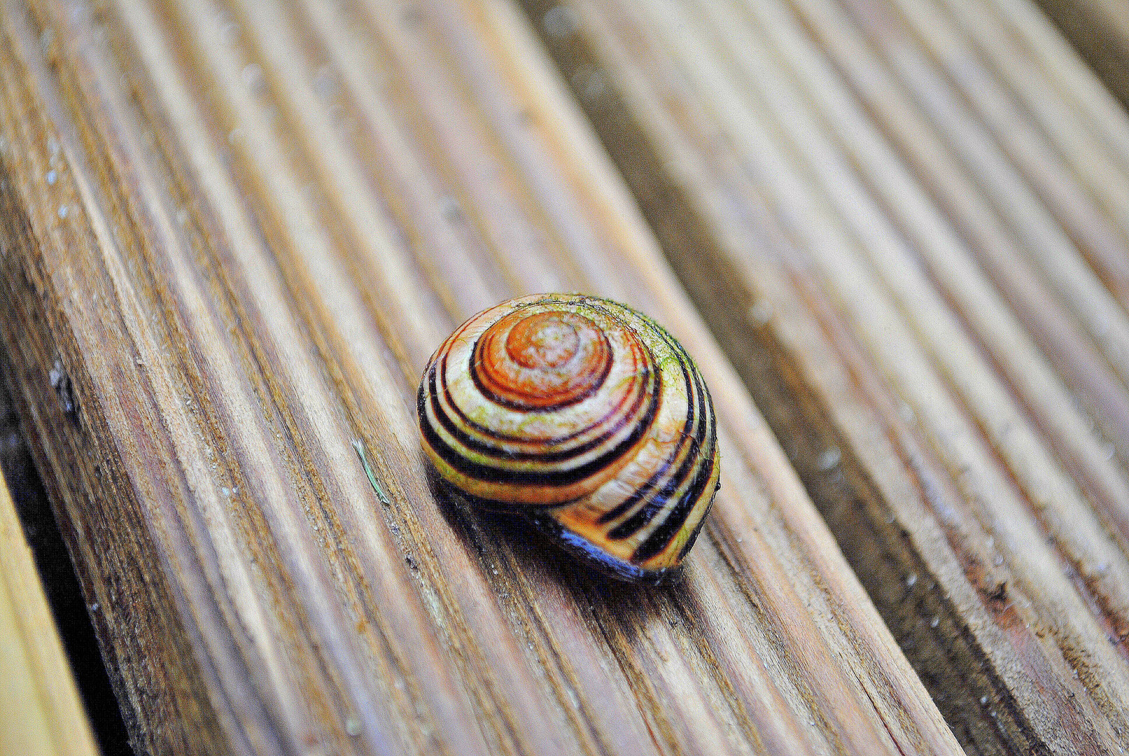 Snail Shell