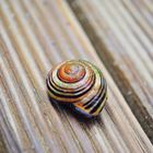 Snail Shell