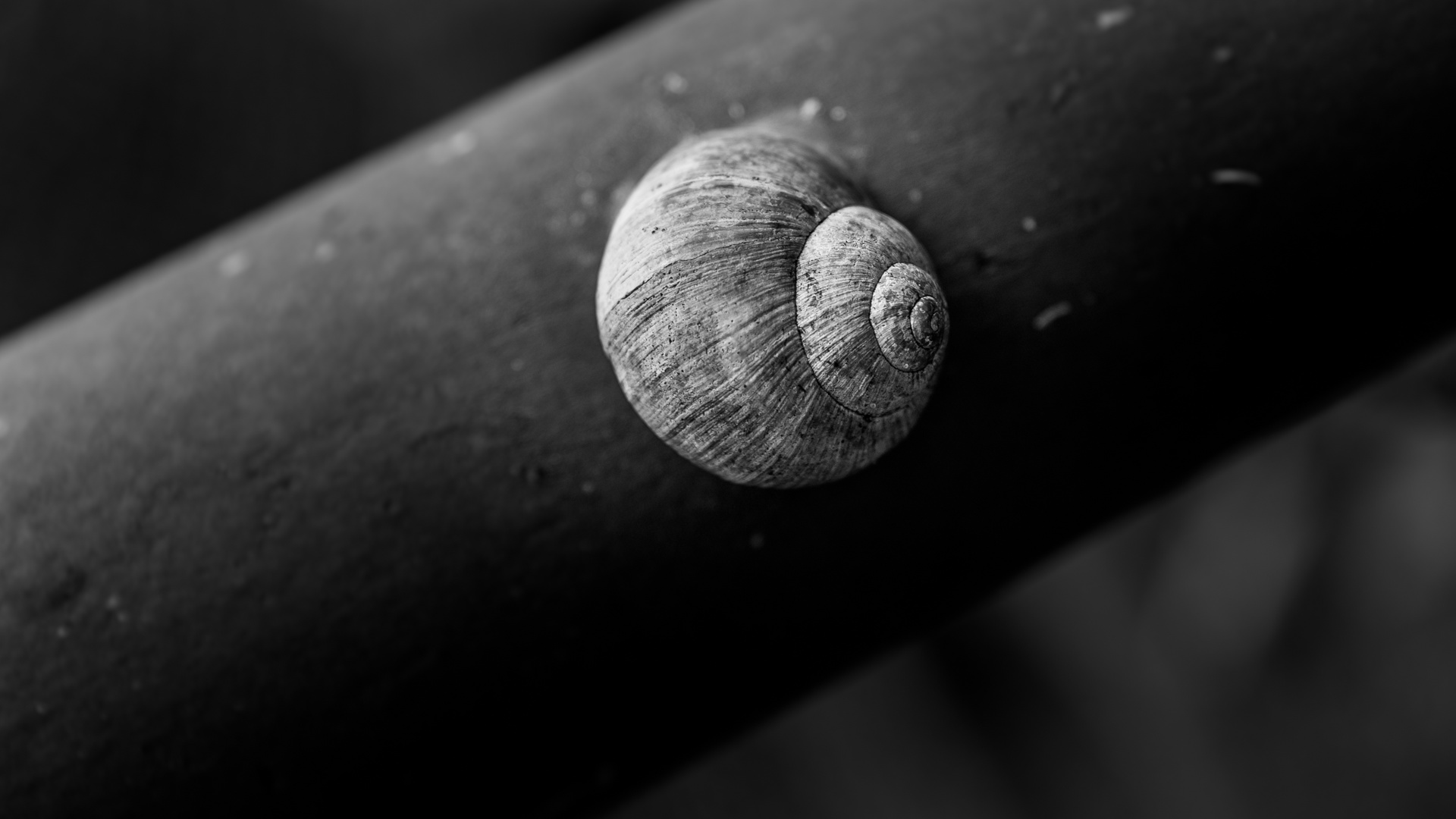 Snail Shell