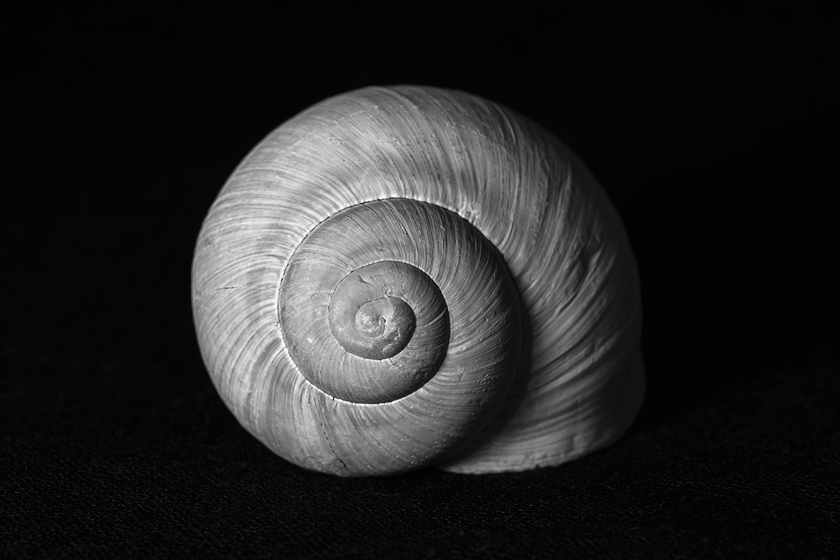 Snail Shell by MartinVorel.com