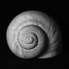 Snail Shell by MartinVorel.com