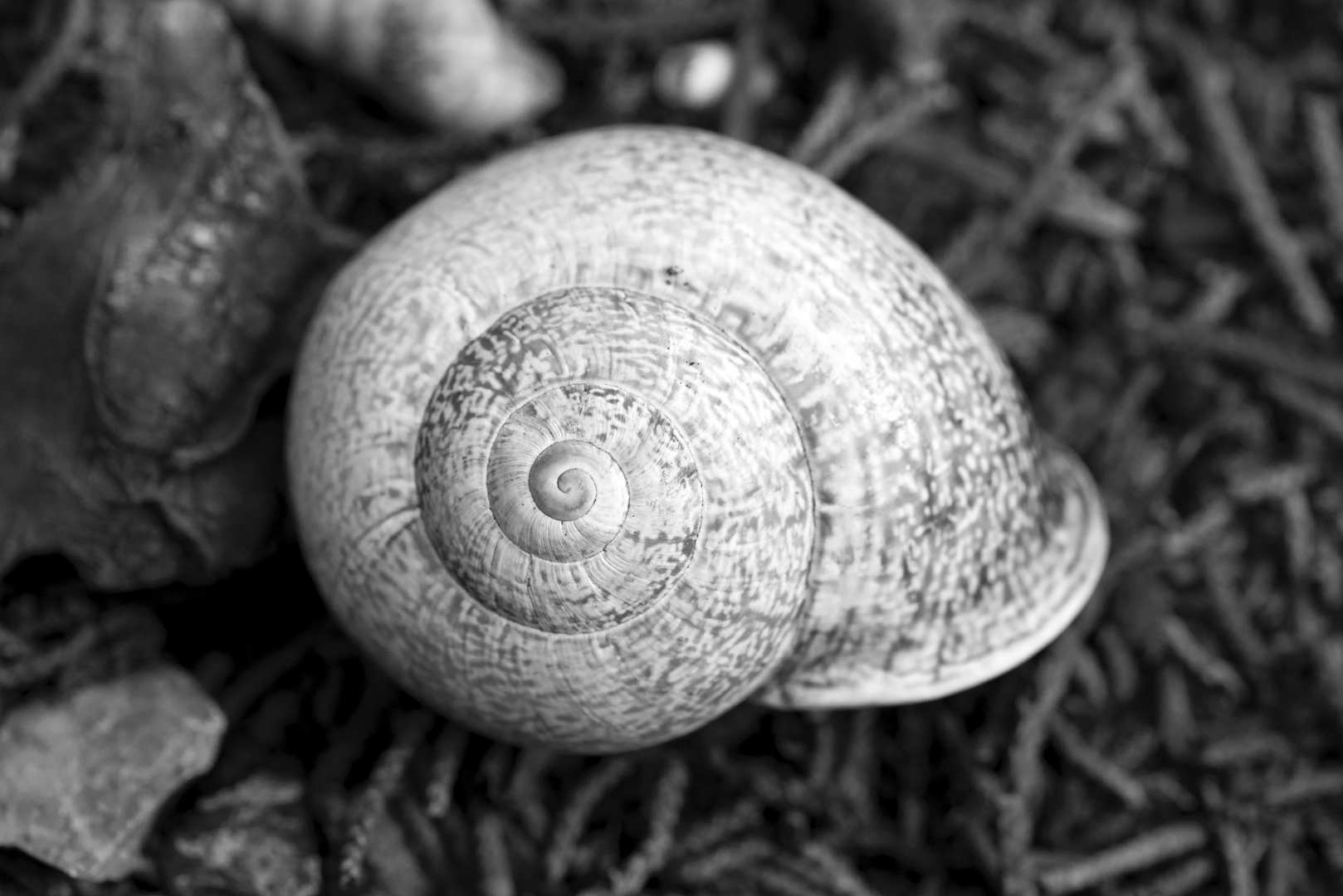 snail-shell / Schneckenhaus