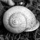 snail-shell / Schneckenhaus