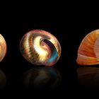 snail shells II