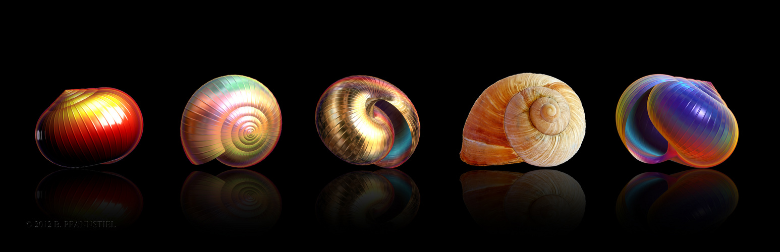 snail shells II