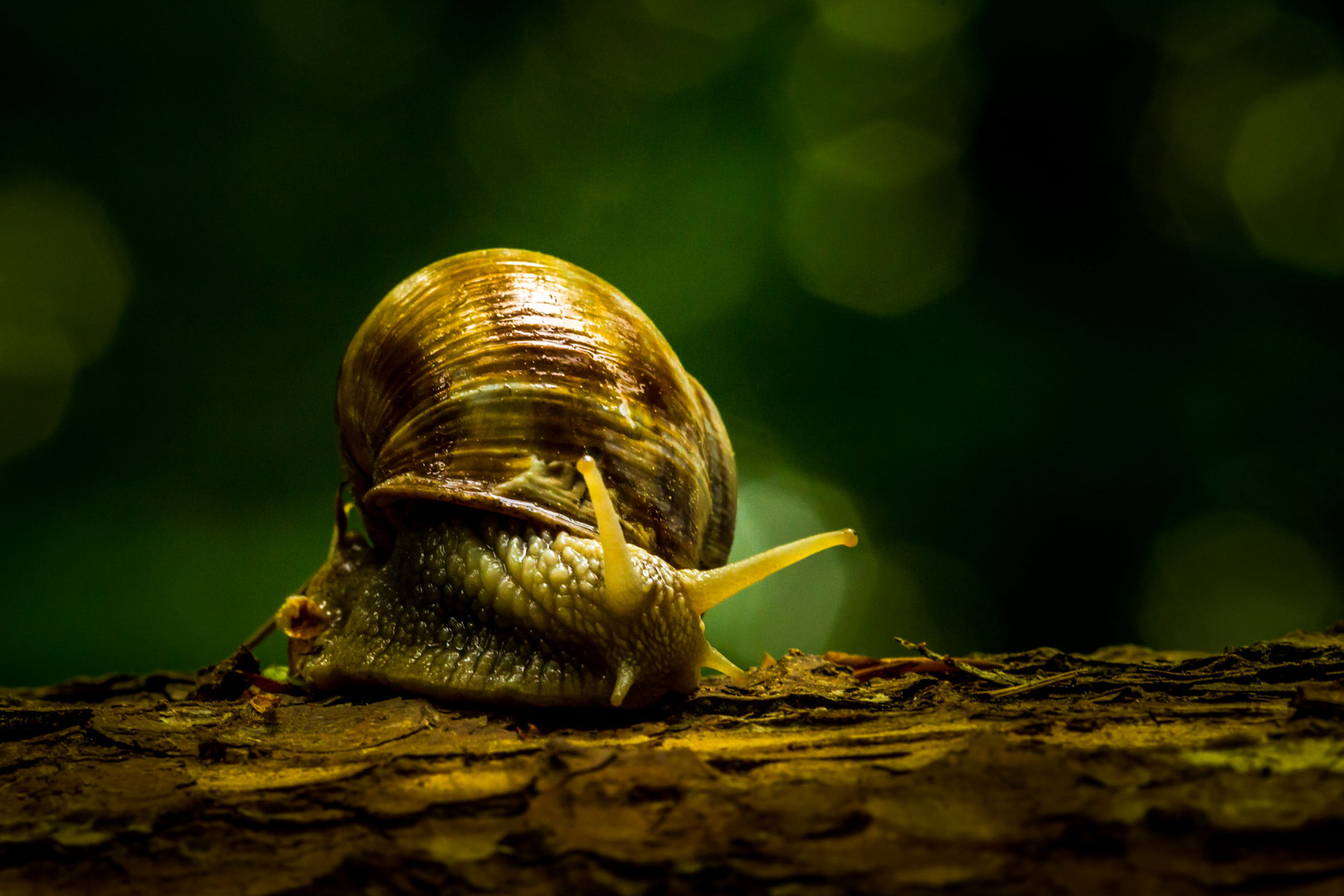 Snail-Shooting