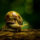 Snail-Shooting