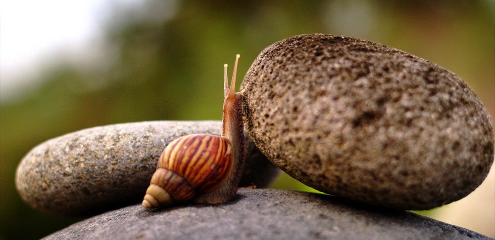 snail up