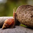 snail up