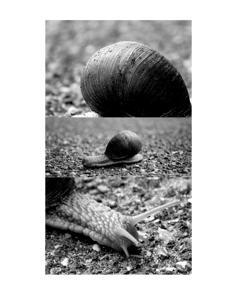 Snailart-ig