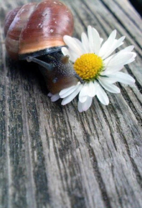 snailflower.