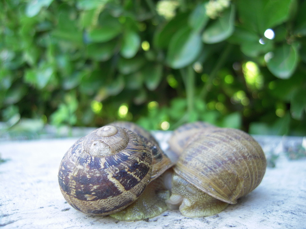 SnailInLove