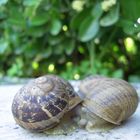 SnailInLove