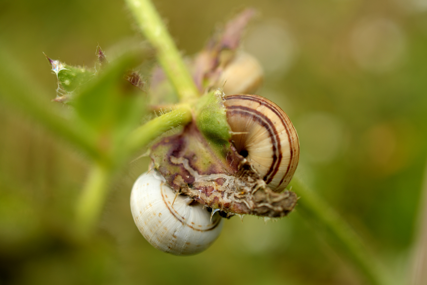 snails