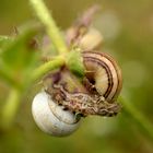 snails