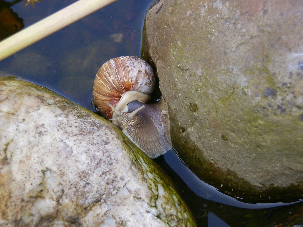 Snails also have a thirst