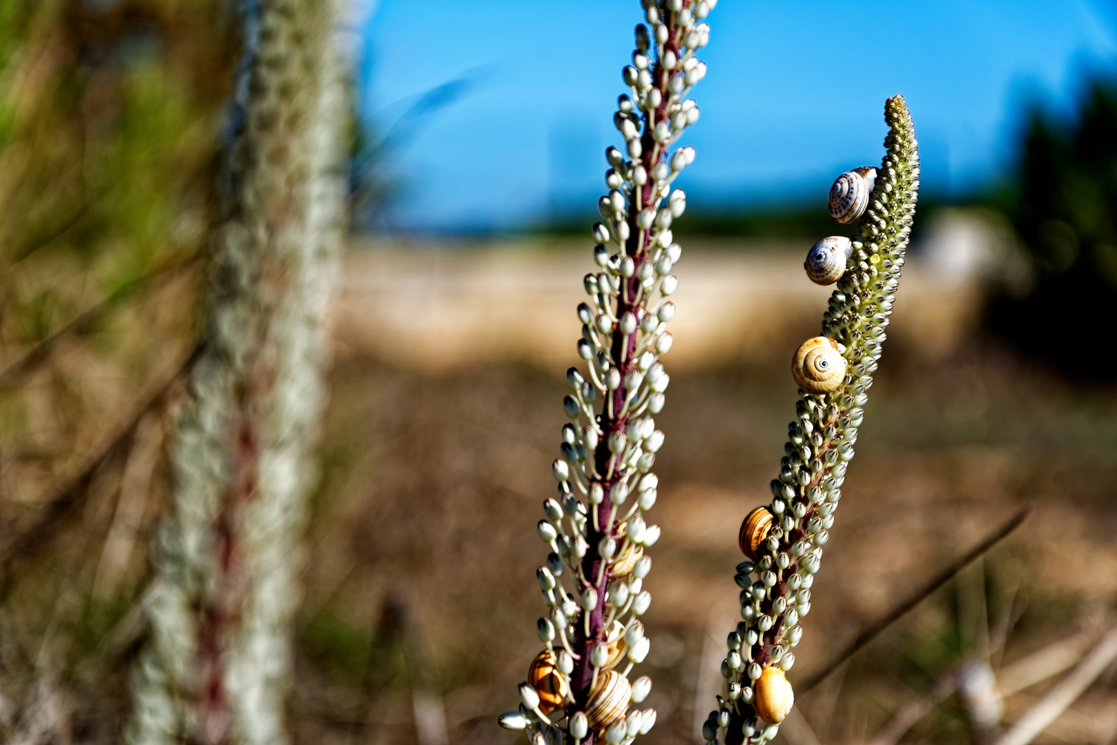 Snails and Flowers