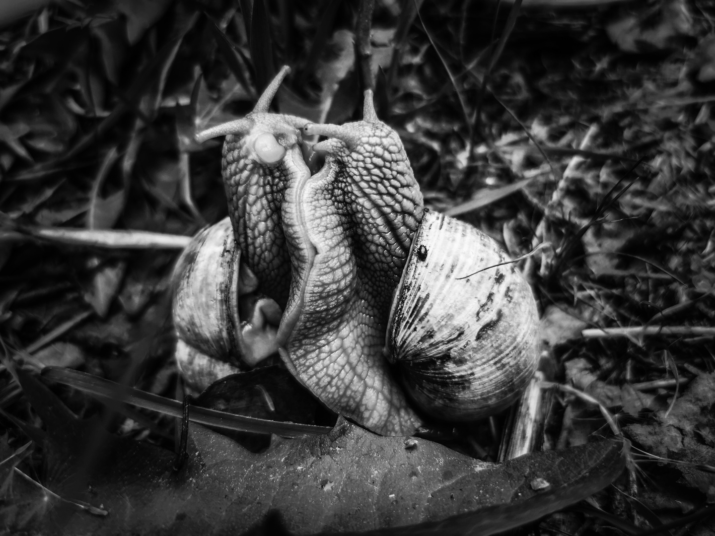 Snails black and white 