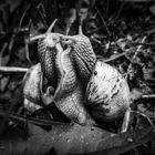 Snails black and white 