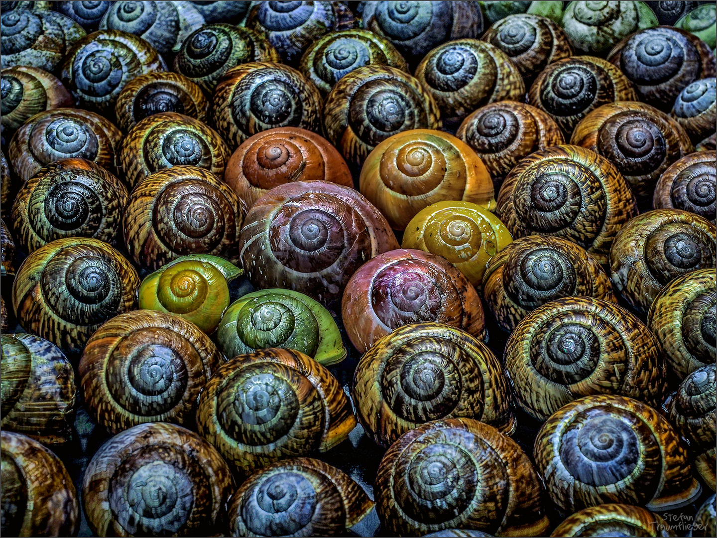 snails