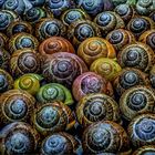 snails