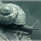 snail's escape