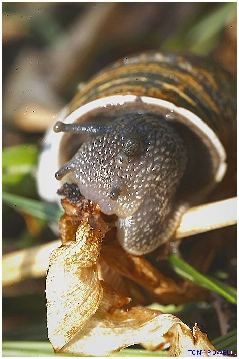 SNAILS EYE !