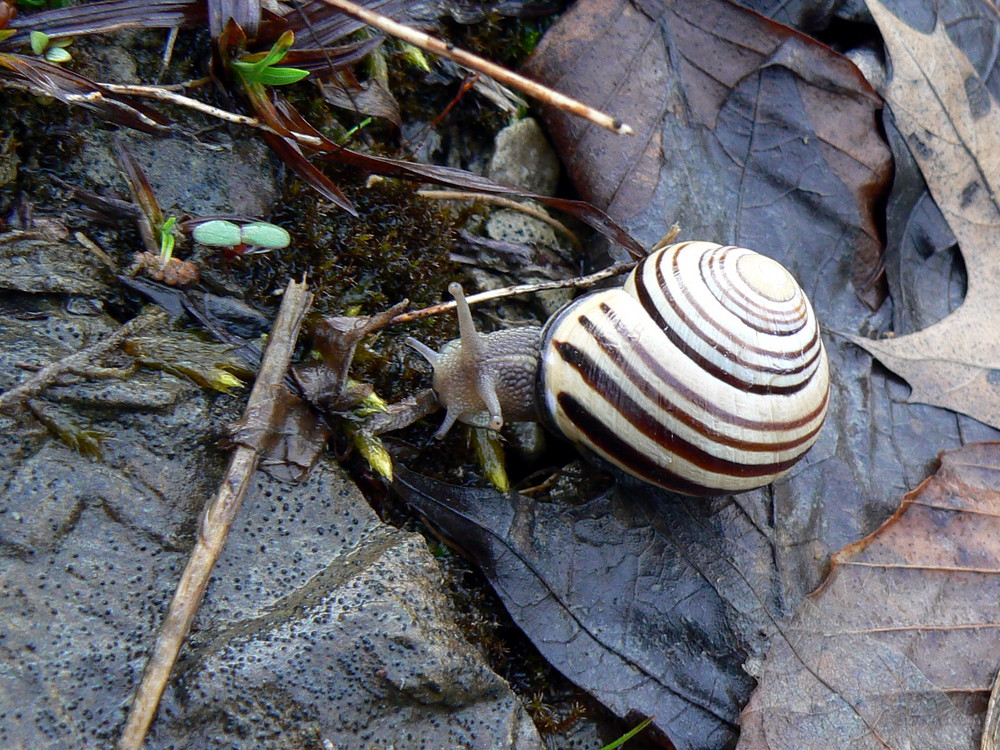 Snail's eyes